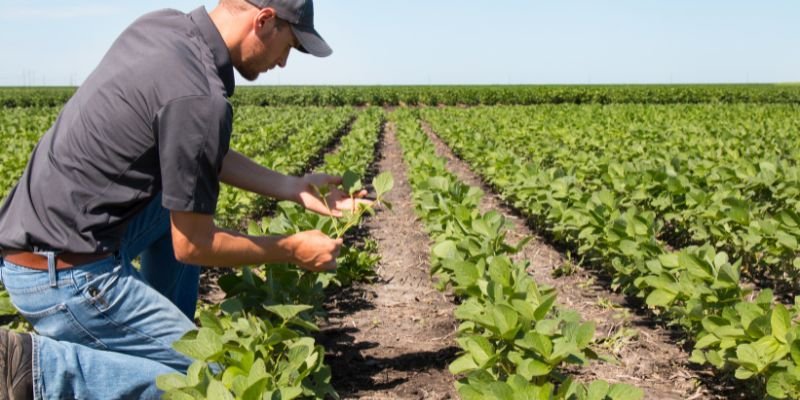 Asesoría técnica en campo